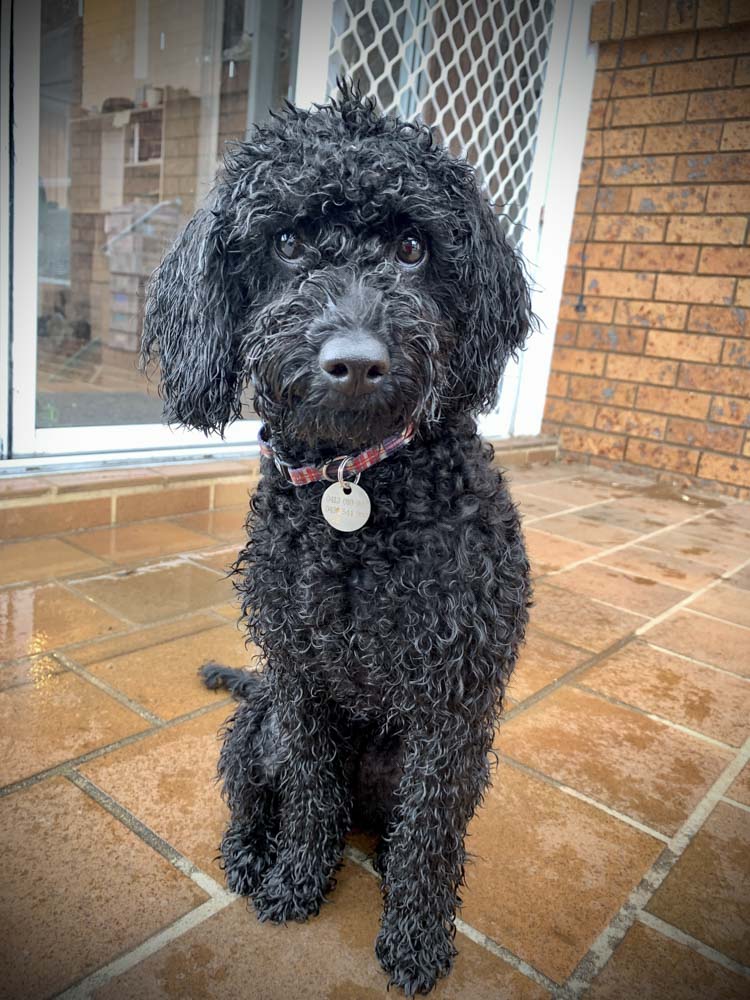 picture of poodle for dogs sniff article